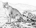 Mountain Lion Single Coloring Page Instant Digital Download
