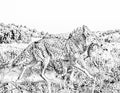 Coyote Single Coloring Page Instant Digital Download
