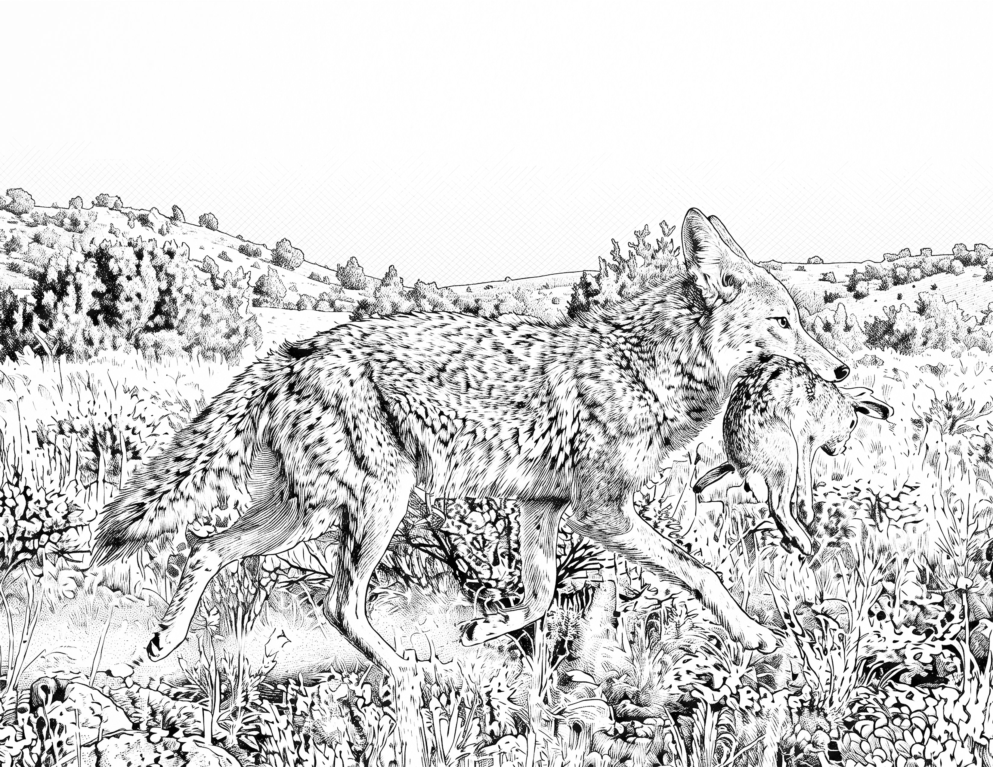 Coyote Single Coloring Page Instant Digital Download