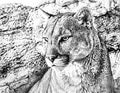 Mountain Lion Single Coloring Page Instant Digital Download