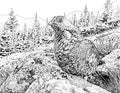 Spruce Grouse Single Coloring Page Instant Digital Download