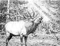 Bull Elk Single Coloring Page Instant Digital Download
