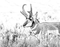 Pronghorn Antelope Single Coloring Page Instant Digital Download
