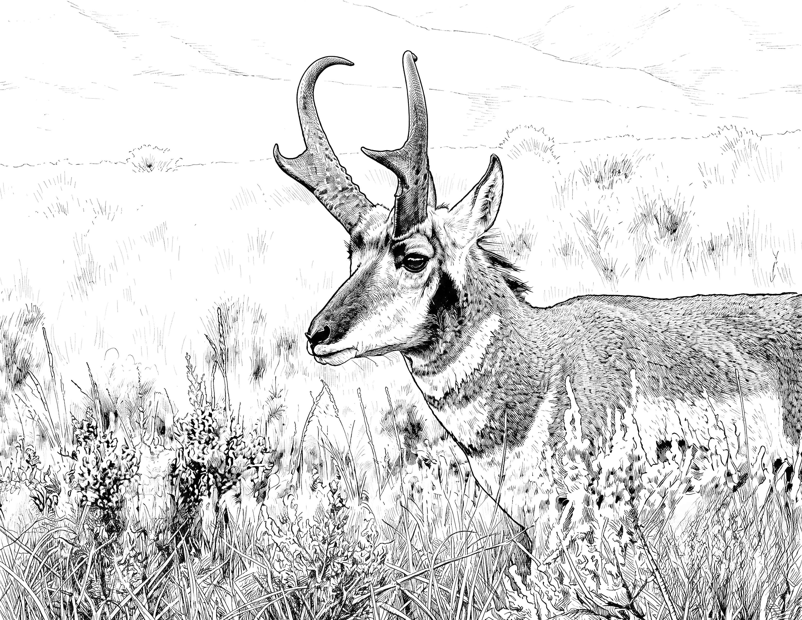 Pronghorn Antelope Single Coloring Page Instant Digital Download
