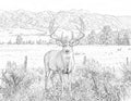 Whitetail Deer Single Coloring Page Instant Digital Download