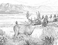 Whitetail Deer Single Coloring Page Instant Digital Download