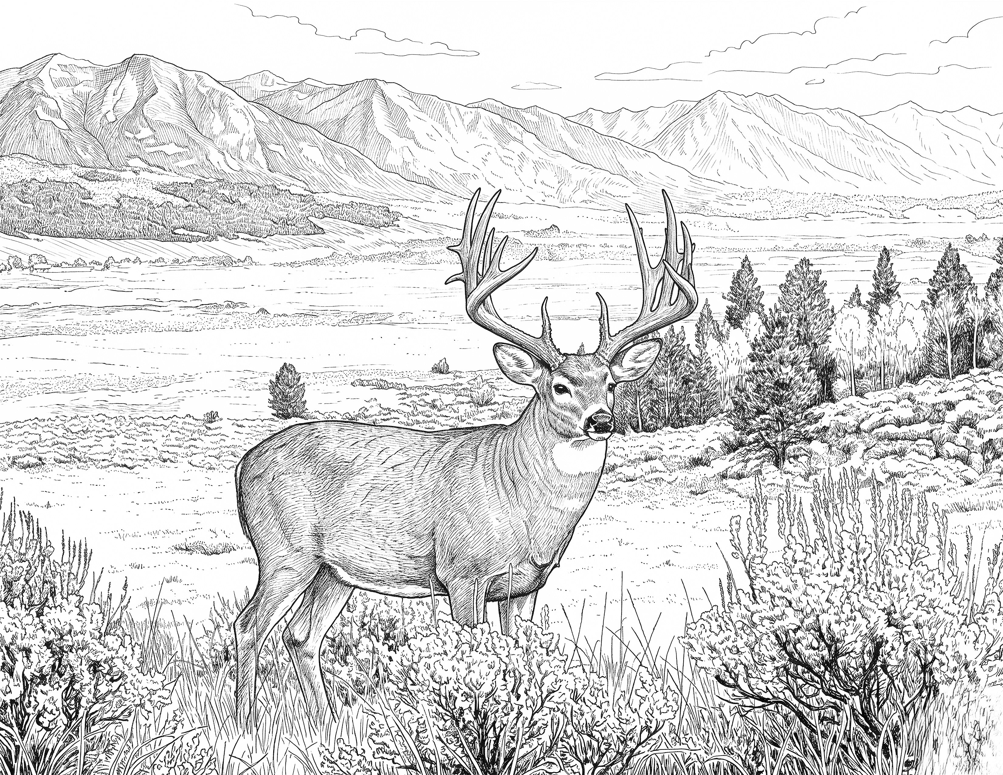 Whitetail Deer Single Coloring Page Instant Digital Download
