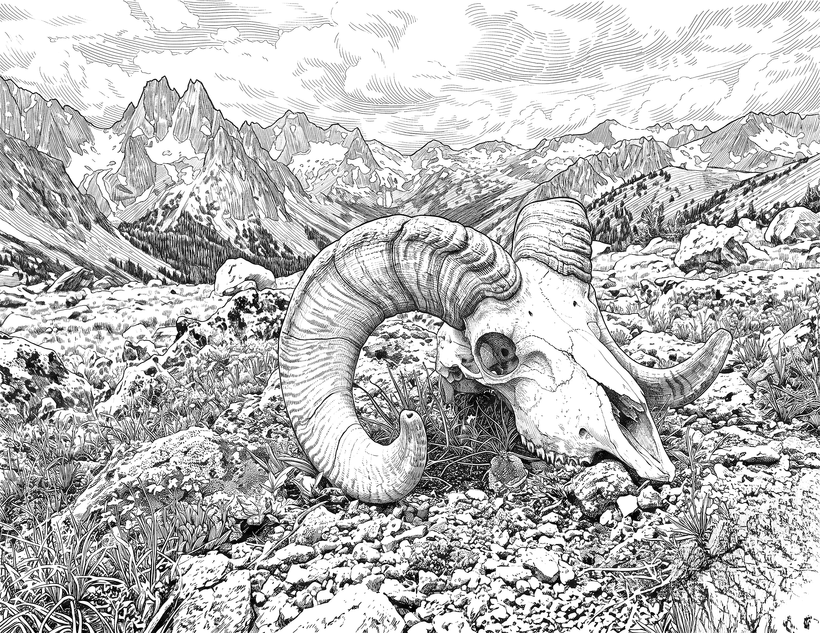 Sheep Deadhead Single Coloring Page Instant Digital Download