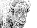 Bison Single Coloring Page Instant Digital Download