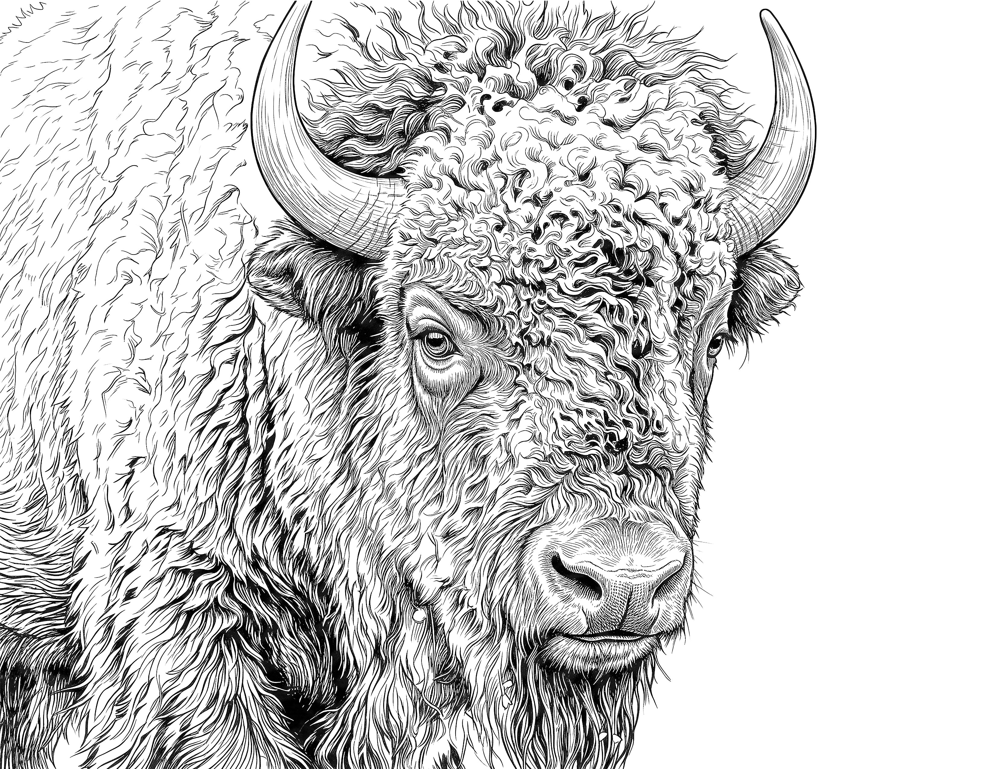 Bison Single Coloring Page Instant Digital Download