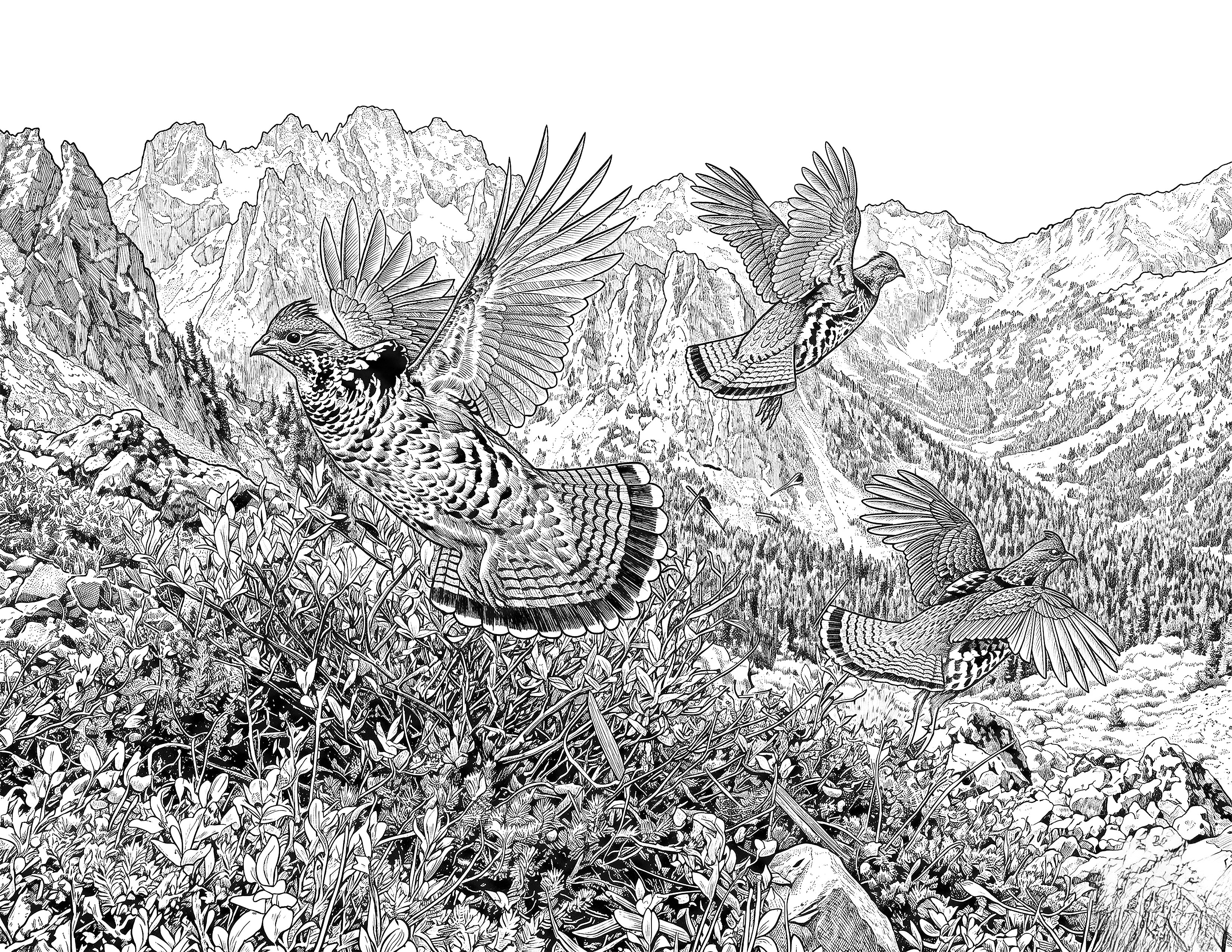 Ruffed Grouse Single Coloring Page Instant Digital Download