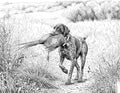 Hunting Dog & Rooster Pheasant Single Coloring Page Instant Digital Download