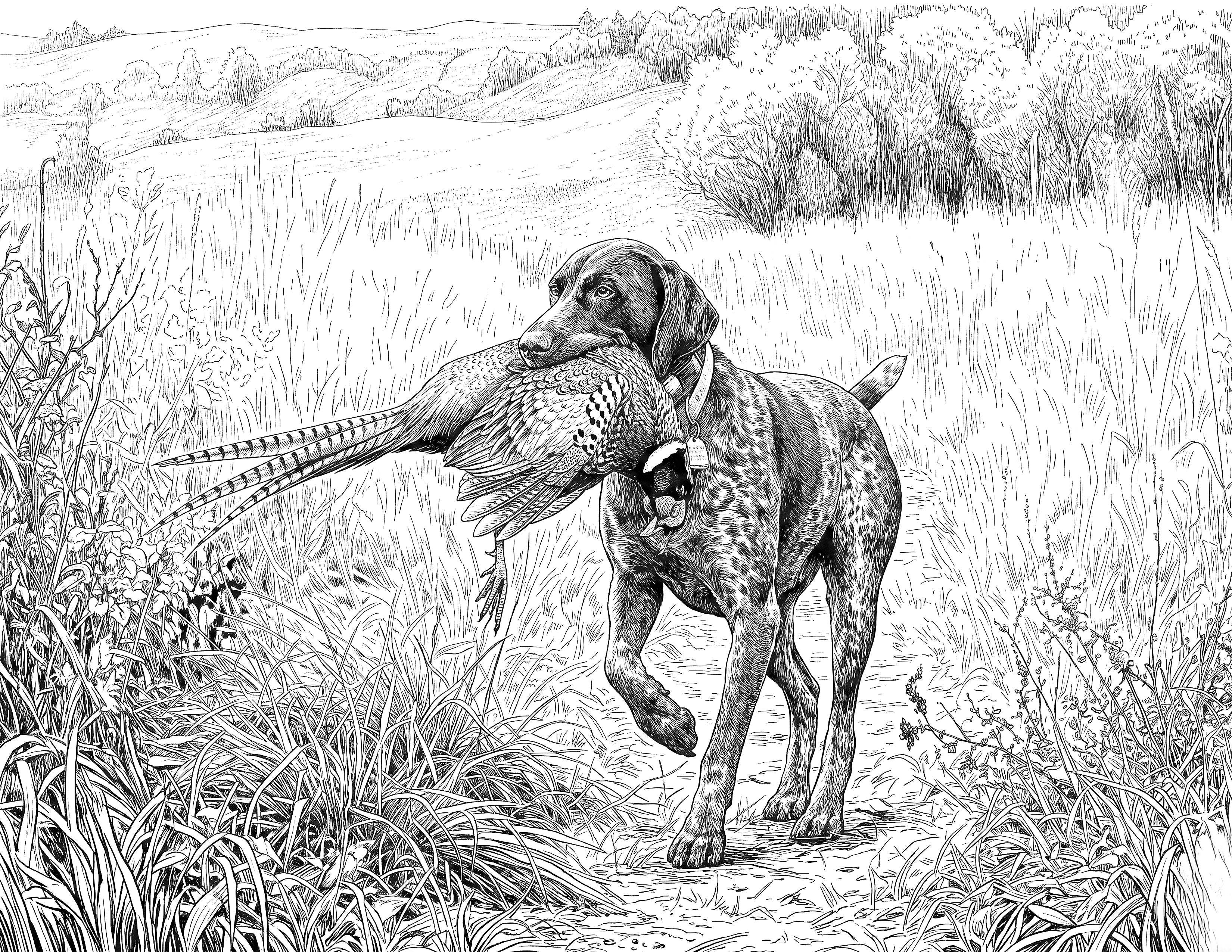Hunting Dog & Rooster Pheasant Single Coloring Page Instant Digital Download