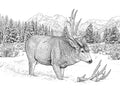 Mule Deer Shed Antler Single Coloring Page Instant Digital Download