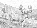 Mule Deer Single Coloring Page Instant Digital Download
