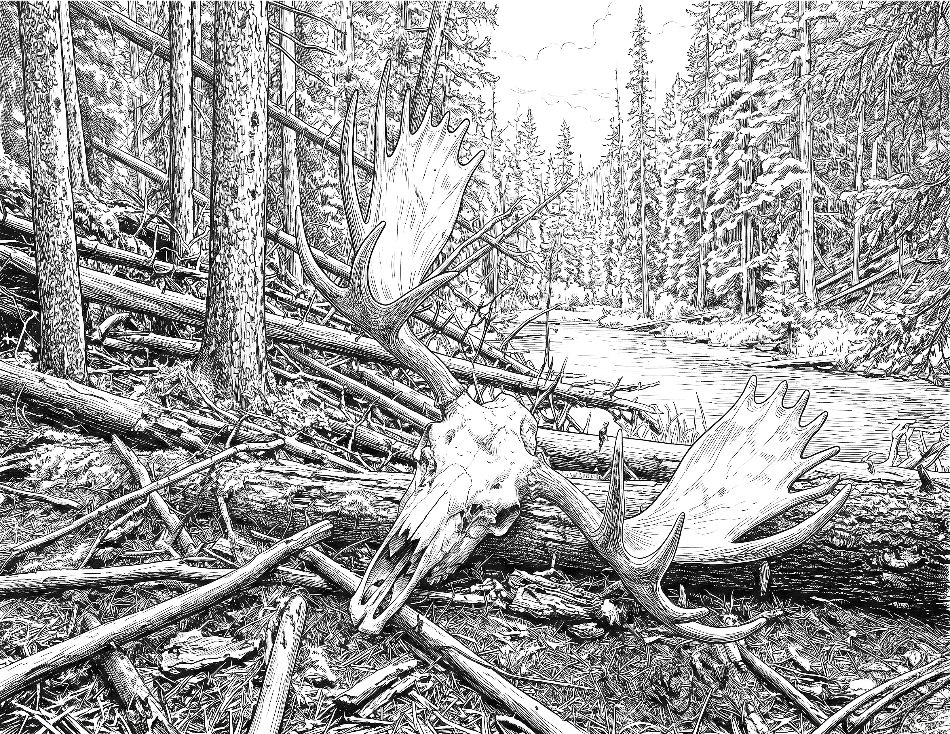 Moose Deadhead Single Coloring Page Instant Digital Download