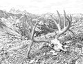 Mule Deer Deadhead Single Coloring Page Instant Digital Download