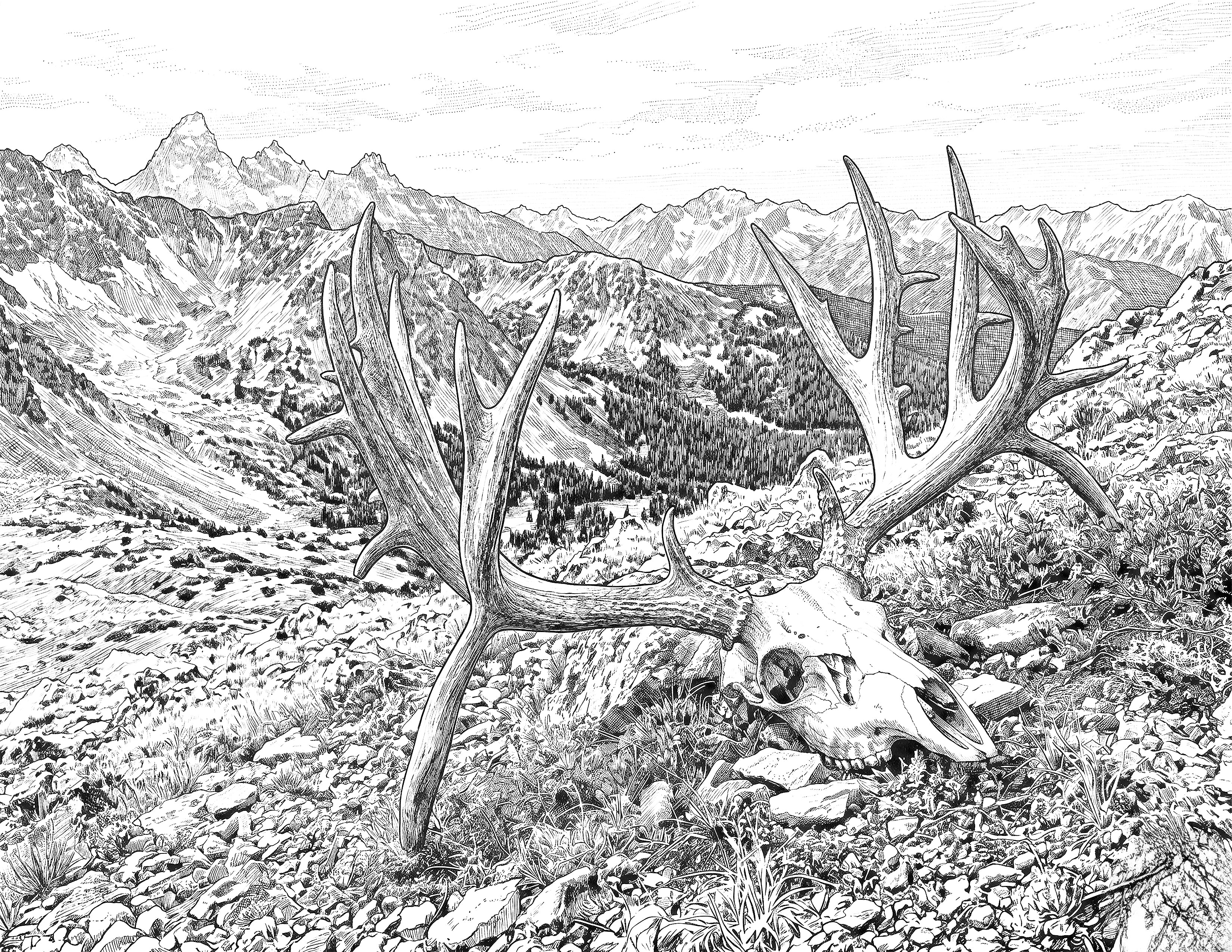 Mule Deer Deadhead Single Coloring Page Instant Digital Download