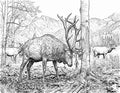 Bull Elk Single Coloring Page Instant Digital Download