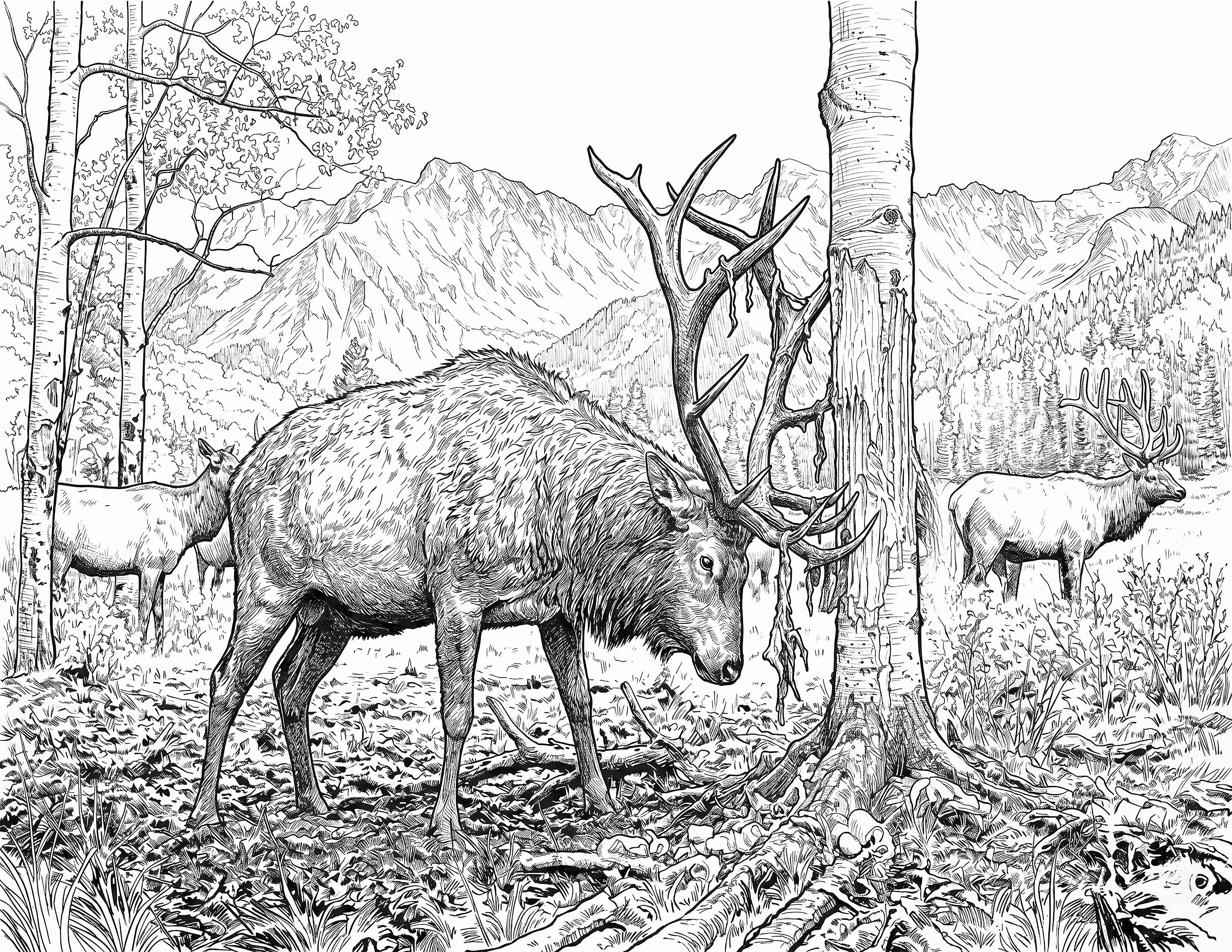 Bull Elk Single Coloring Page Instant Digital Download