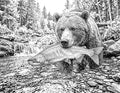 Grizzly Bear Fishing Single Coloring Page Instant Digital Download