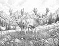 Velvet Mule Deer Single Coloring Page Instant Digital Download