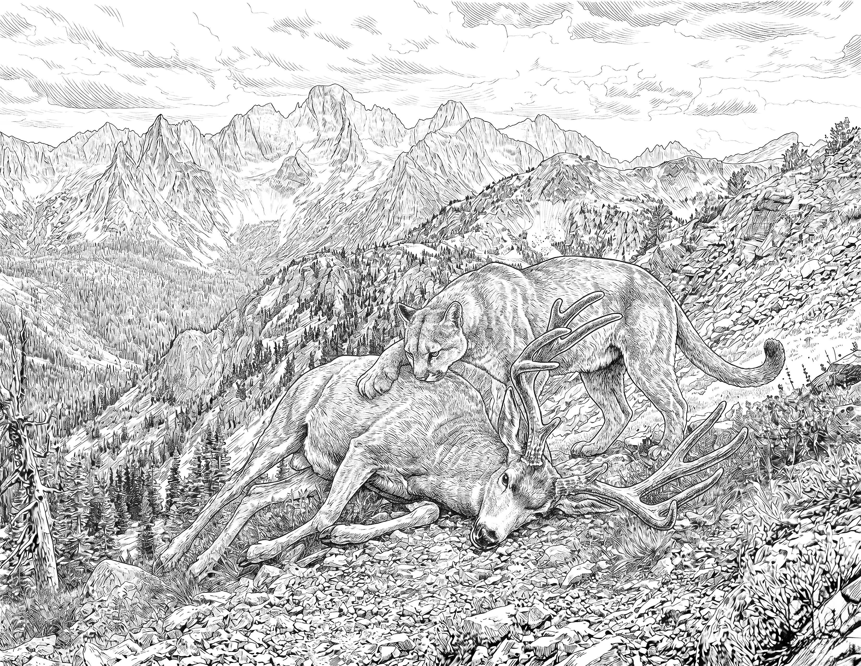 Mountain Lion & Mule Deer Single Coloring Page Instant Digital Download
