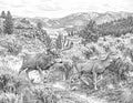 Mule Deer Single Coloring Page Instant Digital Download