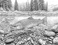 Trout Single Coloring Page Instant Digital Download