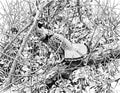 Ruffed Grouse Single Coloring Page Instant Digital Download