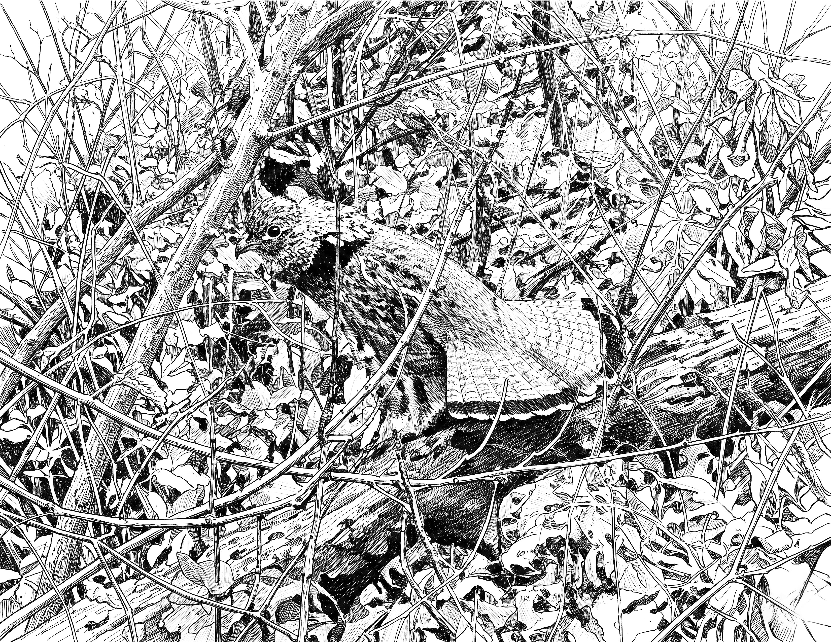 Ruffed Grouse Single Coloring Page Instant Digital Download