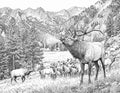 Bull Elk Single Coloring Page Instant Digital Download