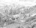Mountain Lion & Mule Deer Single Coloring Page Instant Digital Download