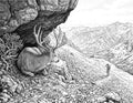 Mule Deer Hunting Single Coloring Page Instant Digital Download