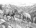 Bighorn Sheep Single Coloring Page Instant Digital Download