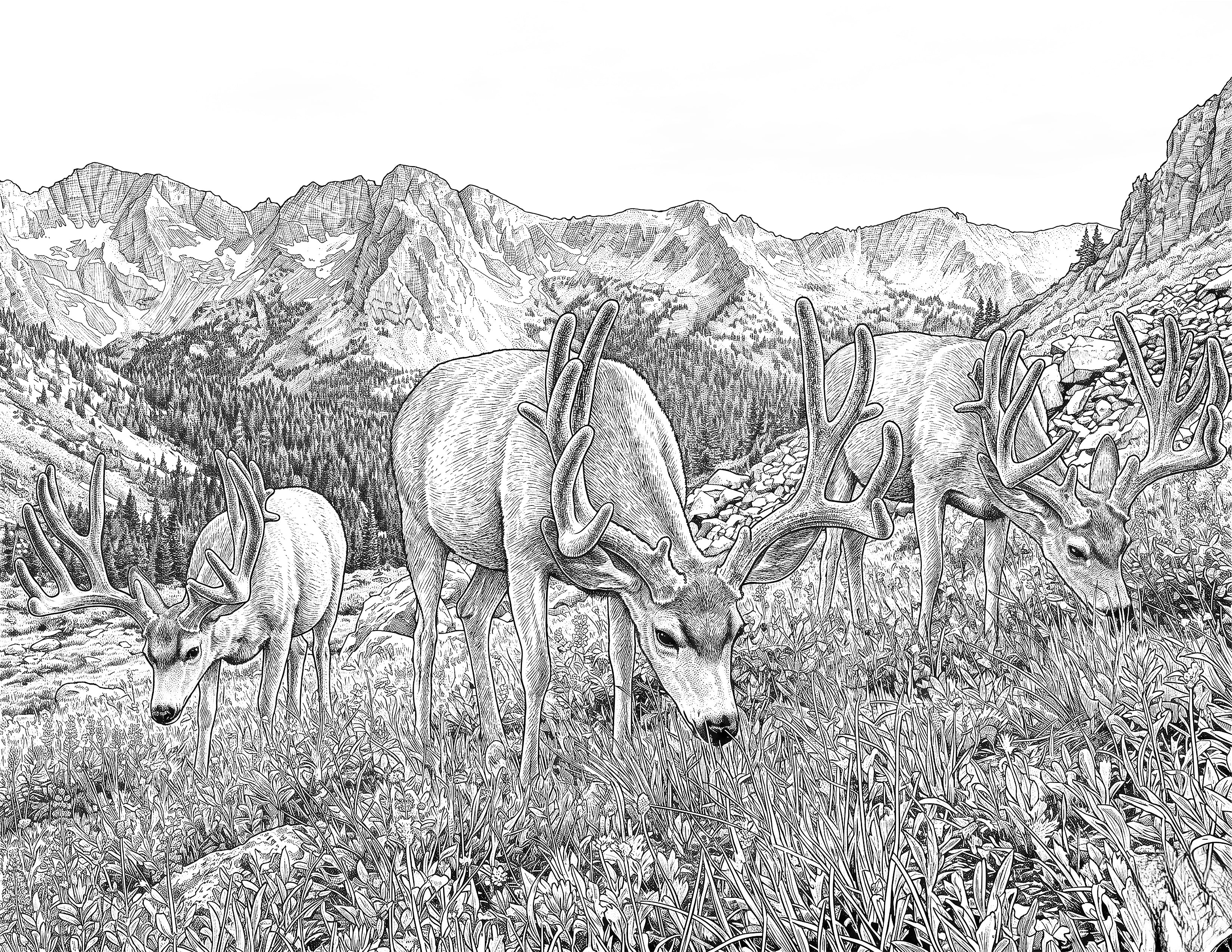 Mule Deer Single Coloring Page Instant Digital Download
