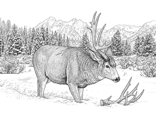 High Country Pursuit Coloring Book: Instant Digital Download